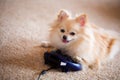 Computer Playing Pomeranian Royalty Free Stock Photo