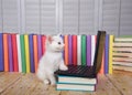 Computer savy white kitten