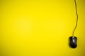 Computer yellow mouse with a long wire on a yellow background