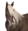 Comtois horse, a draft horse, Equus caballus, 10 years old
