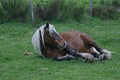 Comtois Horse Resting in a Field in France