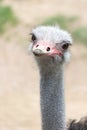 Comune testa di struzzo Royalty Free Stock Photo