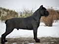 Conan Cane Corso Stand Royalty Free Stock Photo