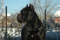 Conan Cane Corso Royalty Free Stock Photo