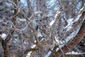 Almost concealed, this Blue Jay sits in a tree. Royalty Free Stock Photo