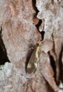 Concealer moth, Metalampra cinnamomea photographed with high magnification. Royalty Free Stock Photo