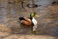 Conceited Duck