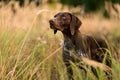 Concentrated brown dog standing among the gold spikelets