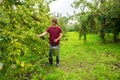 Concentrated gardener picking fruit from a tree