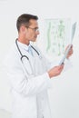 Concentrated male doctor looking at spine xray Royalty Free Stock Photo