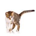 Concentrated small domestic kitten watching on a white background