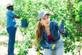 Young female orchard owner harvesting ripe pears