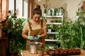 Concentrated young woman wearing protective gloves holding houseplant in small pot while transplanting plants at home Royalty Free Stock Photo