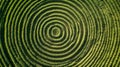 Concentric circles in a field of lush green grass create a striking geometric pattern