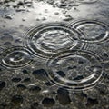 Concentric ripples form on the surface Royalty Free Stock Photo