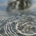 Concentric ripples spread across the surface of calm water. The ripples Royalty Free Stock Photo
