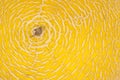 Concentric shaped yellow melon rind closeup