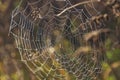 Concentric spiderweb with small spider in autumn forest