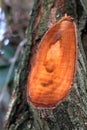 Concentric tree growth rings from the cut of a branch