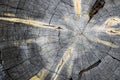 Concentric Tree Rings