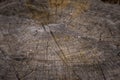 Concentric Tree Rings. Royalty Free Stock Photo