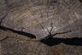 Concentric Tree Rings. Royalty Free Stock Photo