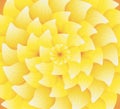 Concentric yellow flower texture Royalty Free Stock Photo
