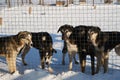 Several abandoned mongrel puppies stand behind fence of aviary in winter and look with sad eyes, want to find home and Royalty Free Stock Photo