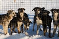Several abandoned mongrel puppies stand behind fence of aviary in winter and look with sad eyes, want to find home and