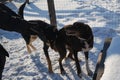 Woman came to kennel in winter to choose adult mongrel dog for herself. Volunteer at shelter takes care of young dogs