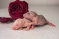 The concept of aesthetics. Bald newborn rat on the background of a red rose