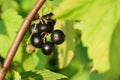 Concept of agriculture is the collection of black currant berries. close-up, background selective focus.