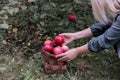 the concept of agriculture, gardening, harvesting A woman collects apples with a wicker basket in the autumn garden Royalty Free Stock Photo