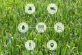 Agritech concept graphic display on field of crops background