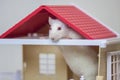 The concept of animal shelter. Accommodation for pets. White rat