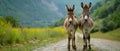 Expectant Donkeys Await Snacks on a Tranquil Road. Concept Animals, Donkeys, Road, Snacks, Tranquil