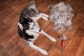 Concept annual molt, coat shedding, moulting dogs. Siberian husky lies on wooden floor next to piles wool and red rakers brush.