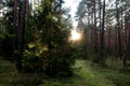 The concept of the arrival of autumn days. Forest road on the background of the setting sun on a September day Royalty Free Stock Photo