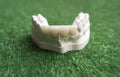 Close-up on plaster model of artificial jaw and teeth on the green background Royalty Free Stock Photo