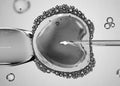 Concept of artificial insemination or fertility treatment. Image