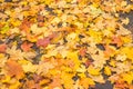 Concept autumn is coming to town, leaves on the road.Colorful autumn leaves background. Royalty Free Stock Photo