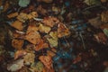 Concept of autumn depression. Fallen leaves in a puddle