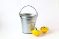 The concept of the autumn harvest. Zinc bucket and yellow squash on a white background, side view, space for text Royalty Free Stock Photo