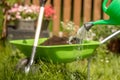 Pouring a stream of water from a watering can. Wheelbarrow with Gardening tools in the garden Royalty Free Stock Photo