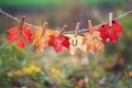 Concept with a banner with the name and the word autumn carved on red maple leaves hang on clothespins and rope in the autumn