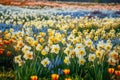 Beautiful field of spring flowers with narcissus, tulips and muscari. Generative AI Royalty Free Stock Photo