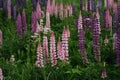 The concept of beautiful wild plants. Wild flowers of legume family lupine pink purple and lilac grow in field in summer Royalty Free Stock Photo