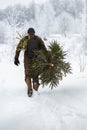 Concept the beginning of holidays and celebrations. Man drags felled tree to his home before Christmas and New year. Person walks