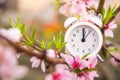 The concept of the beginning of spring. Alarm clock on a flowering branch close-up and copy space. White clock and flowers as a po