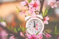 The concept of the beginning of spring. Alarm clock on a flowering branch close-up and copy space. White clock and flowers as a po